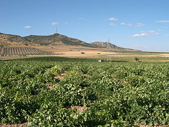 Viñedo en la mancha Viñedo en la mancha